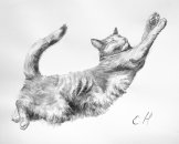Портрет любимой кошки.