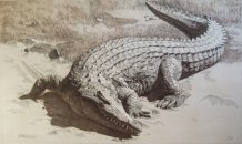 Крокодил. Интерьерная графика.